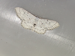 Idaea minuscularia