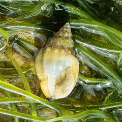 Nassarius jacksonianus