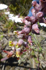 Lachenalia variegata