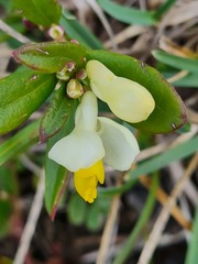 Polygaloides chamaebuxus