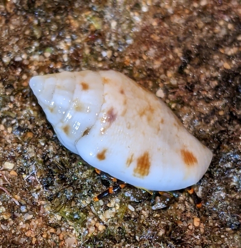 Maculastrombus maculatus observed 2022-10-27