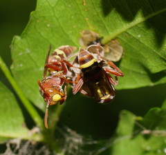 Polistes stigma townsvillensis