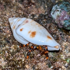 Maculastrombus maculatus