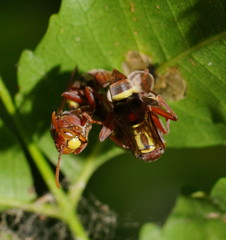 Polistes stigma townsvillensis