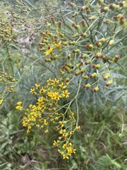 Senecio polyanthemoides