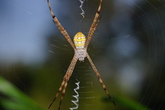 Argiope picta