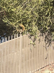 Sciurus niger