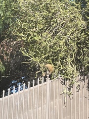 Sciurus niger