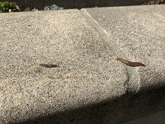 Ambigolimax valentianus