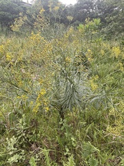 Senecio polyanthemoides