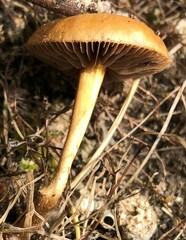 Agrocybe