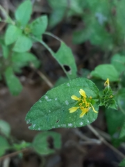 Calyptocarpus vialis