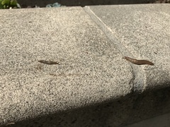 Ambigolimax valentianus