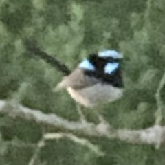 Malurus cyaneus cyanochlamys