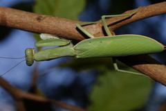 Sphodropoda quinquedens