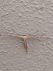 Emmelina