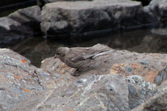 Leucosticte arctoa