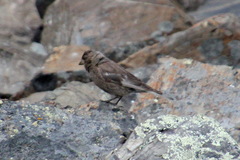 Leucosticte arctoa