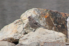 Leucosticte arctoa