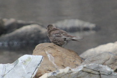 Leucosticte arctoa
