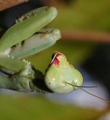 Sphodropoda quinquedens
