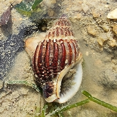 Nassarius nodiferus