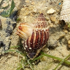 Nassarius nodiferus