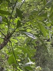 Cussonia spicata