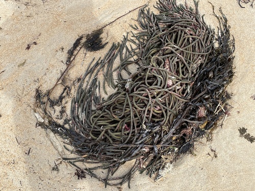 Codium galeatum observed 2022-10-25