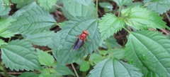 Volucella linearis