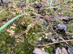 Hydrocotyle callicarpa