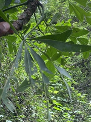 Cussonia spicata