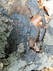 Diatrype decorticata