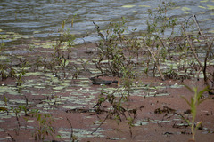 Gallinula tenebrosa tenebrosa