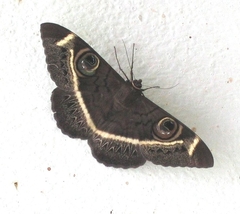Cyligramma latona