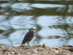 Motacilla alba
