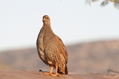 Pternistis natalensis