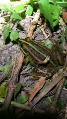 Pelophylax fukienensis