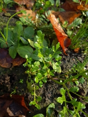 Cardamine occulta