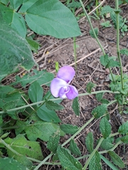 Vigna vexillata