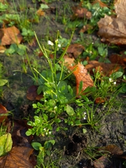 Cardamine occulta