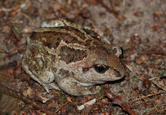 Pelobates fuscus