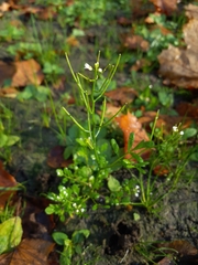 Cardamine occulta