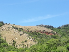 Aloe marlothii marlothii