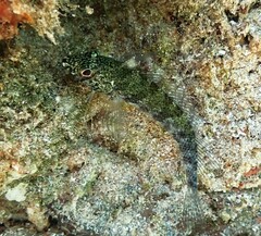 Malacoctenus tetranemus