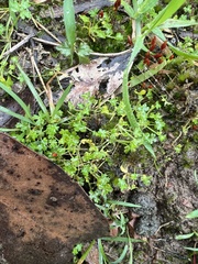 Hydrocotyle foveolata