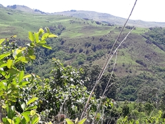 Aloe marlothii marlothii