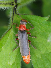 Cantharis pellucida