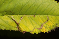 Lyonetia clerkella