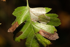 Phyllonorycter corylifoliella